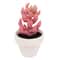 Dark Pink Potted Micro Succulent by Ashland®